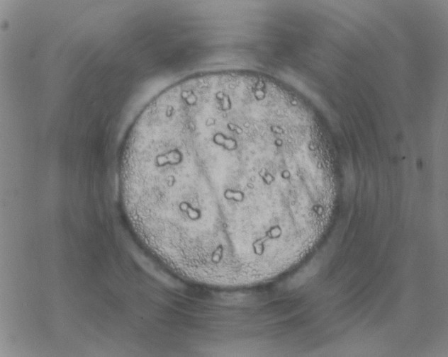 X0000076251413200610261929