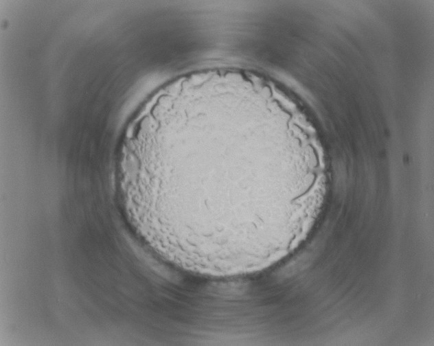 X0000076251415200610261929