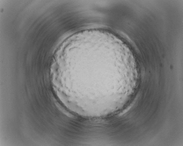 X0000076251417200610261929