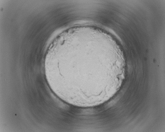 X0000076251421200610261929