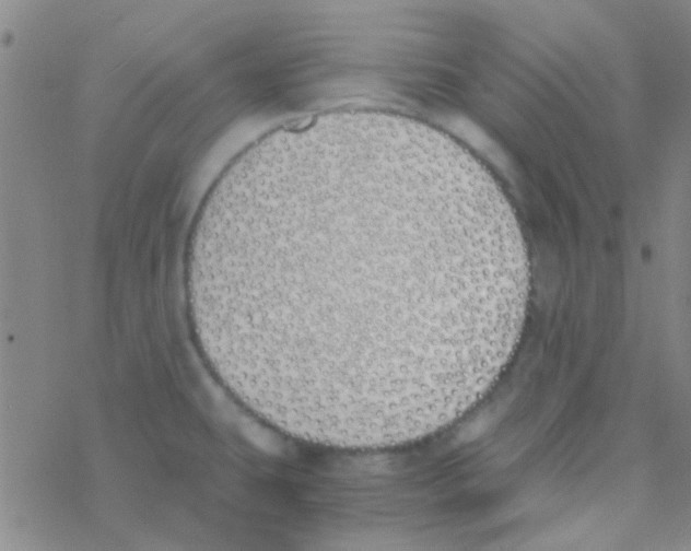 X0000076251431200610261929