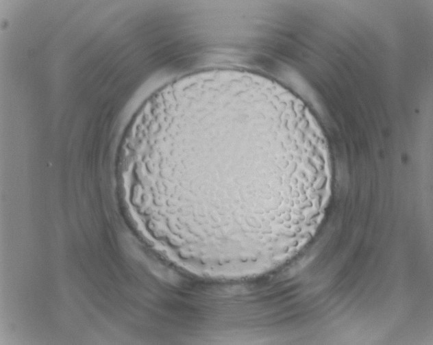 X0000076251435200610261929