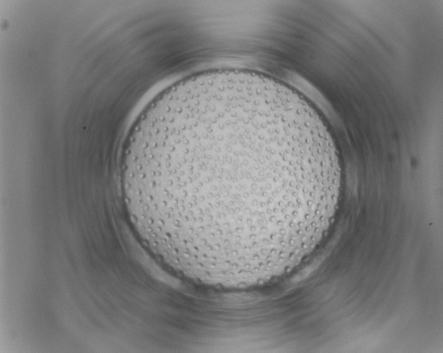 X0000076251436200610261929