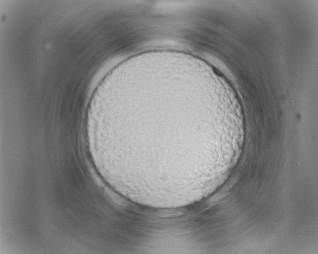 X0000076251440200610261929