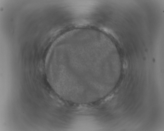 X0000076251445200610261928