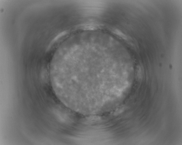 X0000076251446200610261928