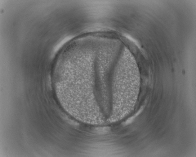 X0000076251453200610261928