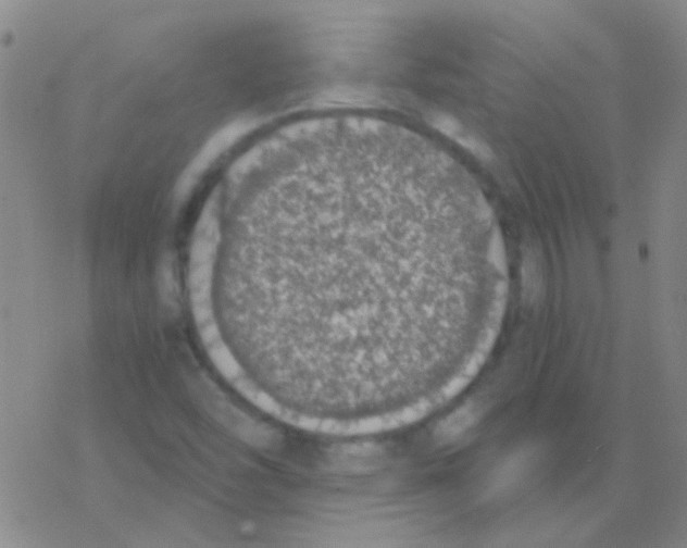 X0000076251454200610261928