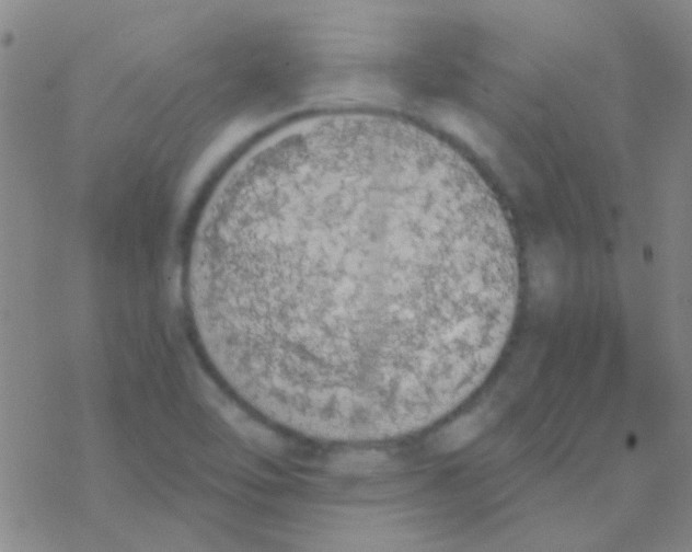 X0000076251462200610261928