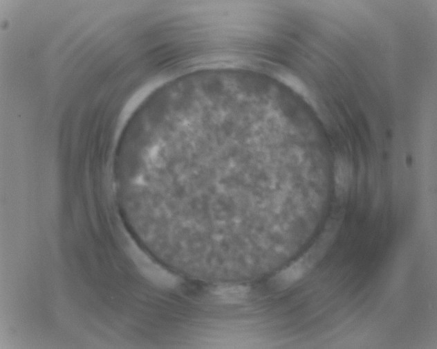 X0000076251466200610261928