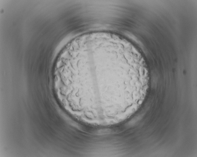 X0000076251467200610261928