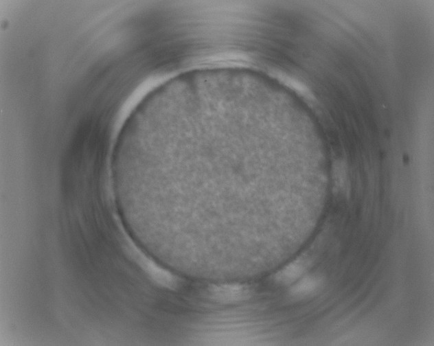 X0000076251470200610261928