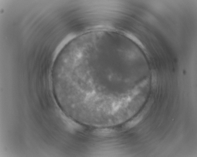 X0000076251474200610261928