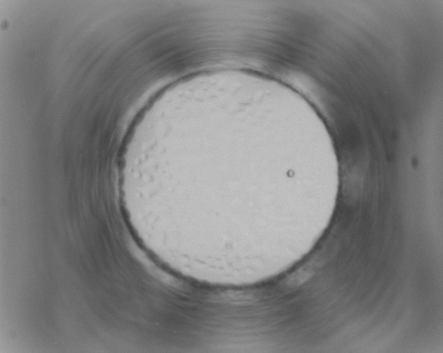 X0000076251476200610261928