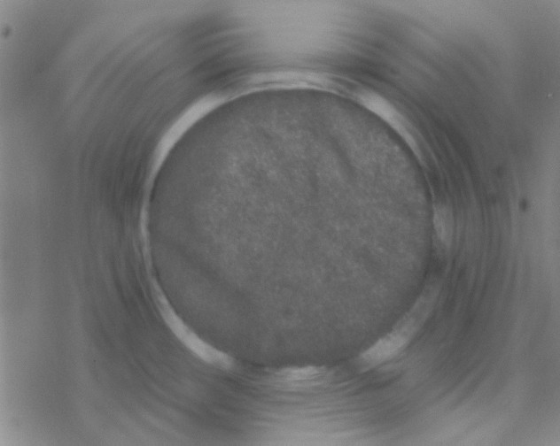 X0000076251482200610261928