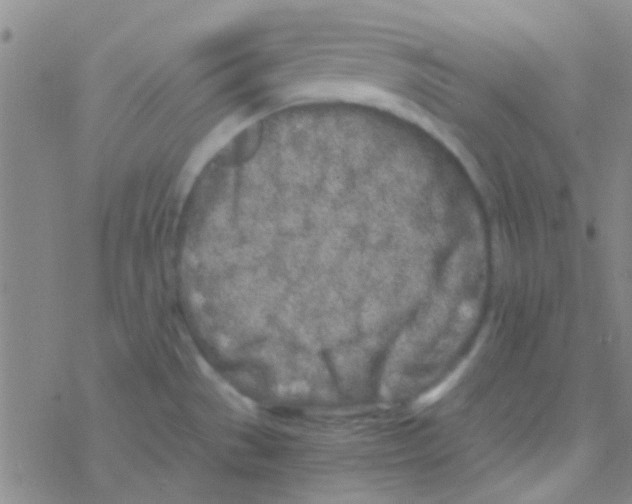 X0000076251529200610261927