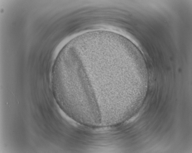 X0000076251535200610261928