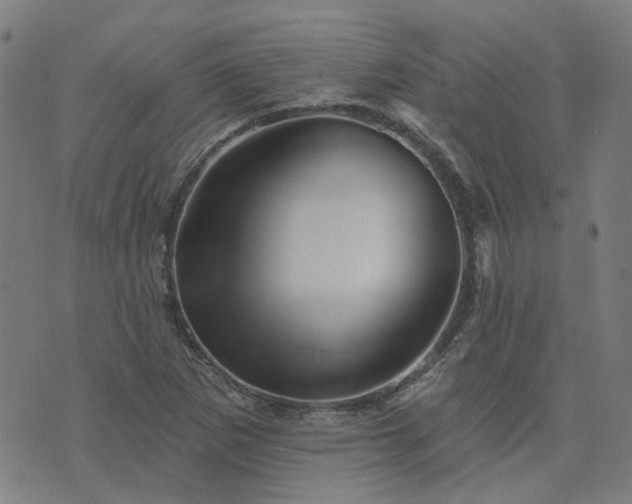 X0000076261265200610051236