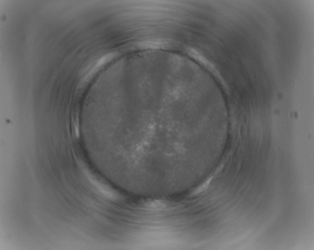 X0000076260062200610122240