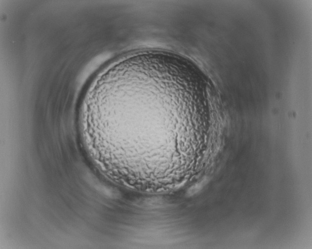 X0000076260104200610122240
