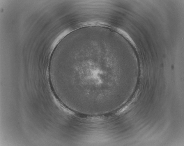 X0000076260946200610122227