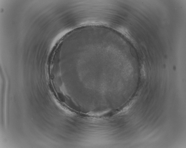 X0000076261030200610122225