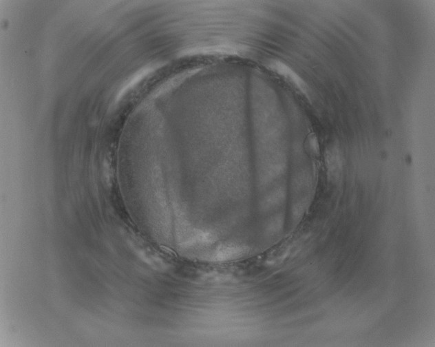 X0000076261064200610122224