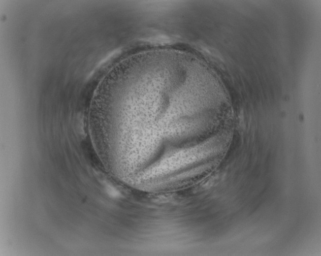 X0000076261205200610122221