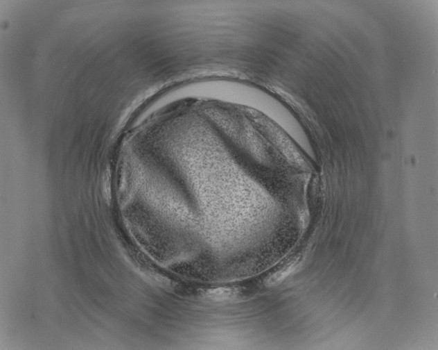X0000076260064200610191725