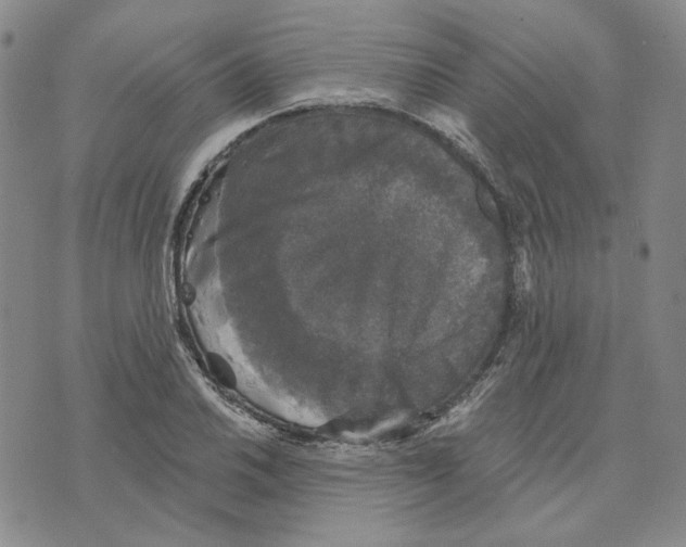 X0000076261030200610191709