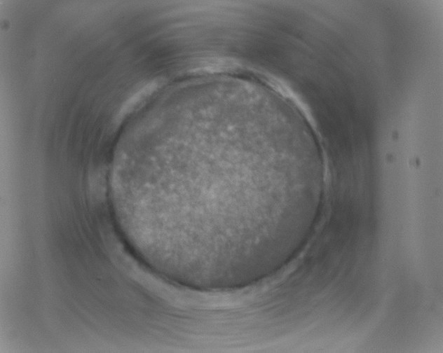 X0000076260010200610262017