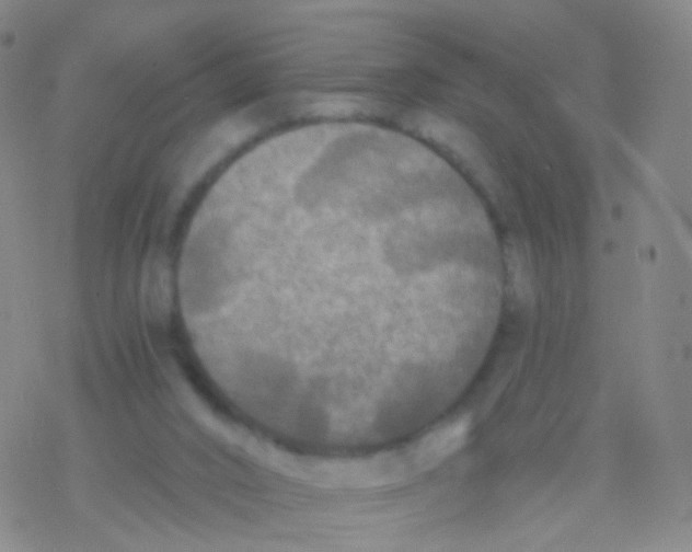 X0000076260016200610262017