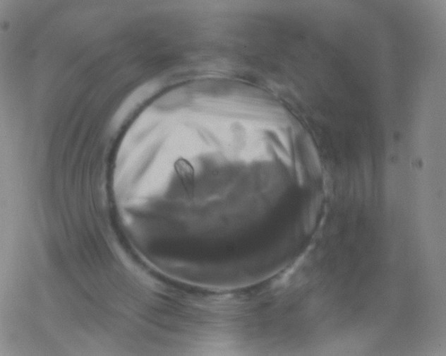 X0000076260054200610262015
