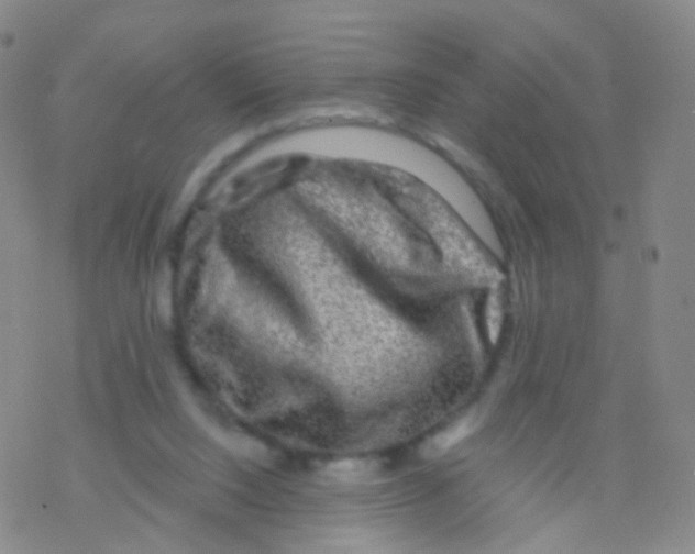 X0000076260064200610262015