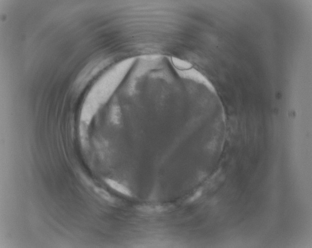 X0000076260194200610262014