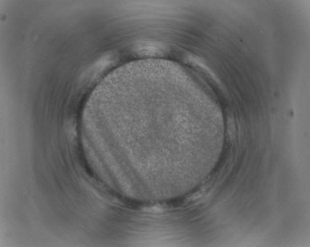 X0000076260259200610262012