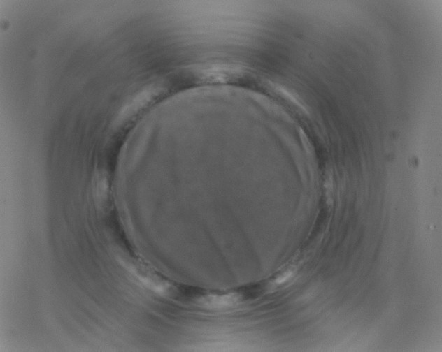 X0000076260314200610262012