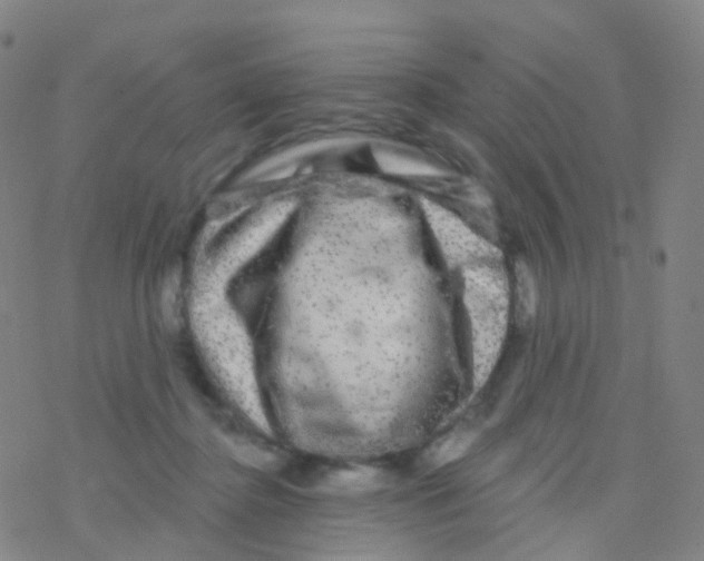 X0000076260364200610262011