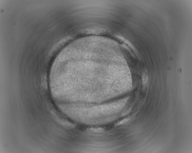 X0000076260403200610262010
