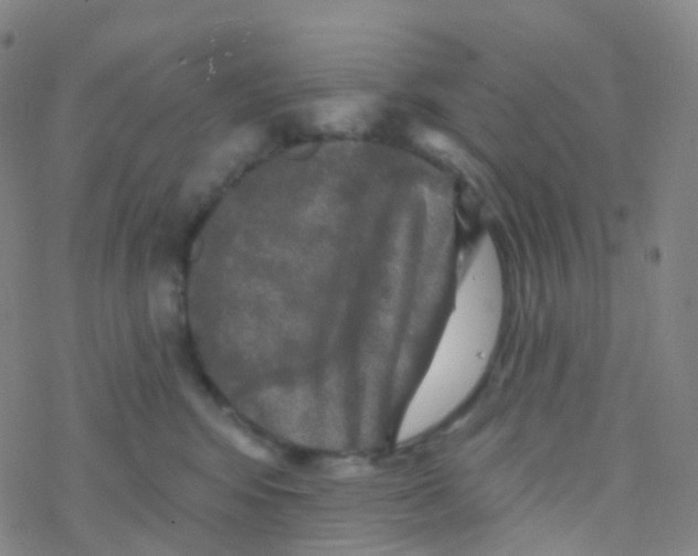 X0000076260424200610262010