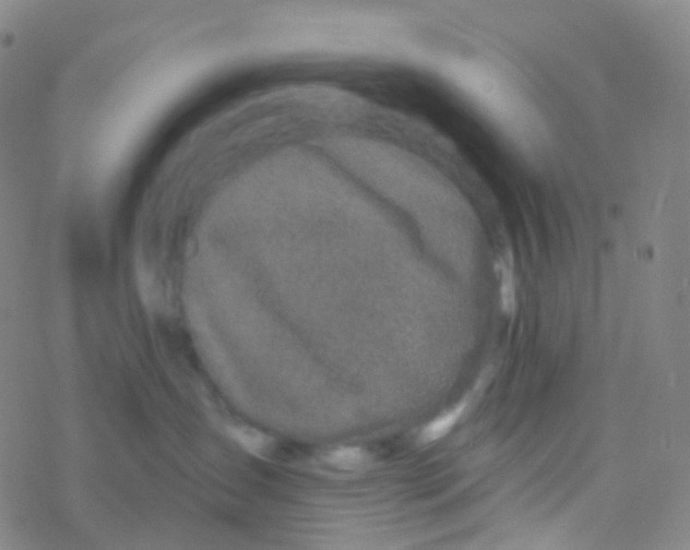 X0000076260431200610262010