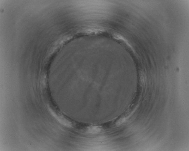 X0000076260451200610262009