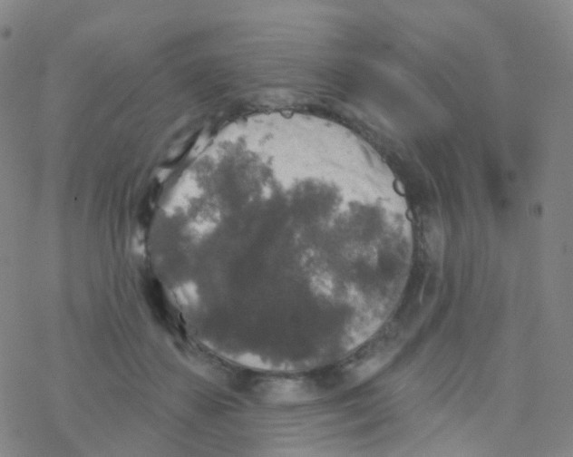 X0000076260507200610262008
