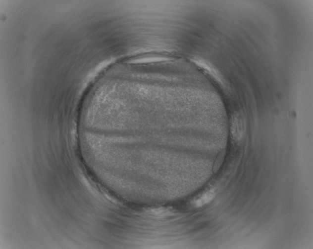 X0000076260540200610262007