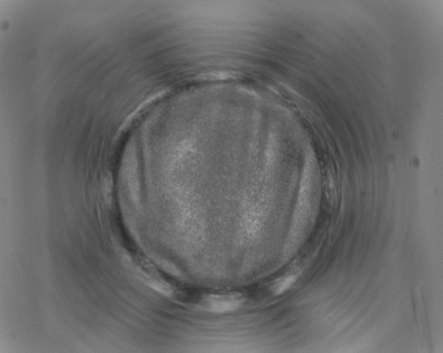 X0000076260556200610262008