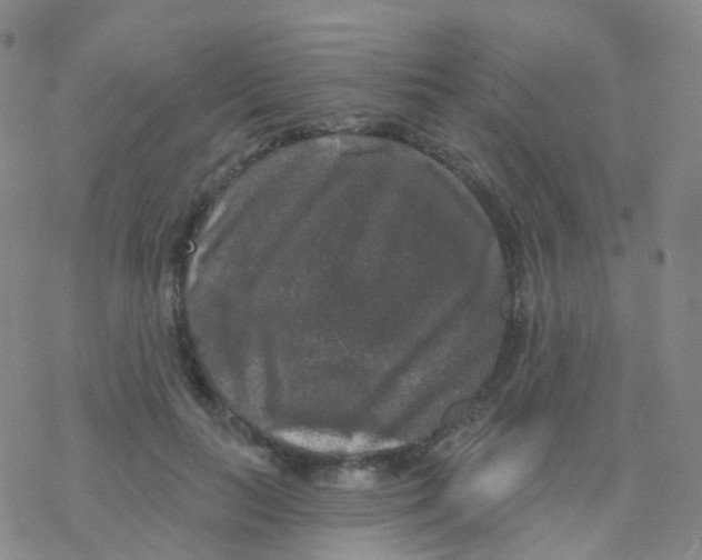 X0000076260647200610262006