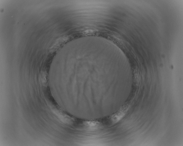 X0000076260654200610262006