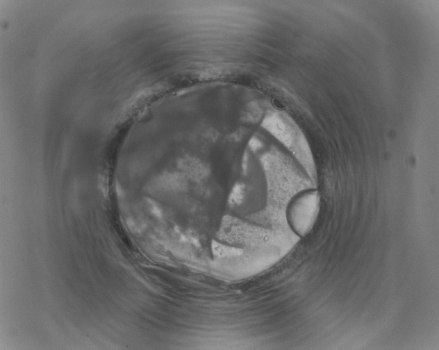 X0000076260691200610262005