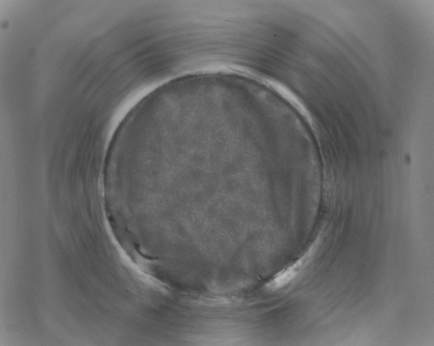X0000076260951200610262002