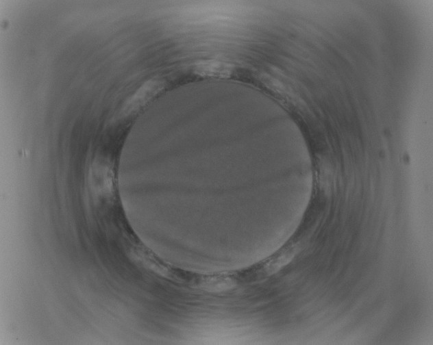 X0000076261154200610261958